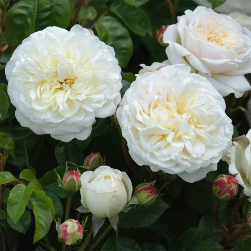 Vista 4 de Rosas arbustivas inglesas de reliquia, planta de raíz propia viva