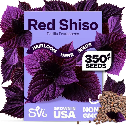 Vista 21 de SVI 2000 semillas de albahaca genovesa (Ocimum basilicum) - Paquetes de semillas de albahaca dulce - Semillas aromáticas de hierbas culinarias