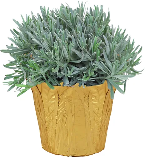 Vista 9 de Hierba aromática viva y saludable, eucalipto, mejora la calidad del aire, envuelta en cubierta Deco, 14 pulgadas de alto por 6 pulgadas de ancho