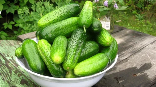Vista 2 de Pepino Pepino Semillas Tipo Arbusto para Decapado Vegetal para Plantar Semillas No GMO 40