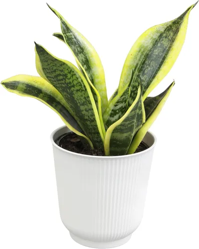 Vista 16 de Plants for Pets - Planta de serpiente viva con maceta blanca decorativa, suculentas Sansevieria Trifasciata Laurentii, plantas
