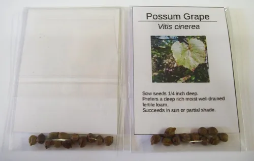 Vista 4 de Vitis cinerea - 10 semillas (cultivadas orgánicamente)