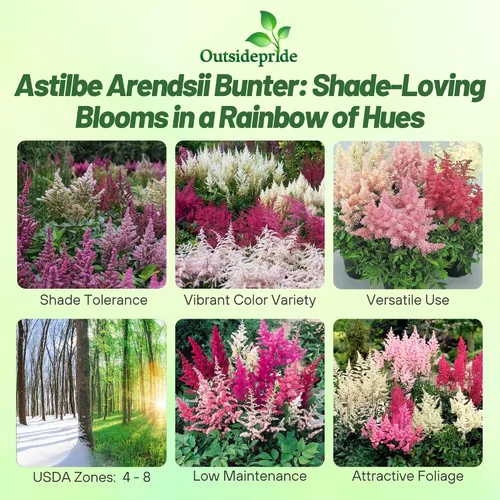 Vista 2 de Outsidepride Bunter Astilbe Seeds - 1000 semillas de flores perennes, tolerantes a la sombra para plantar flores mixtas vibrantes en áreas húmedas