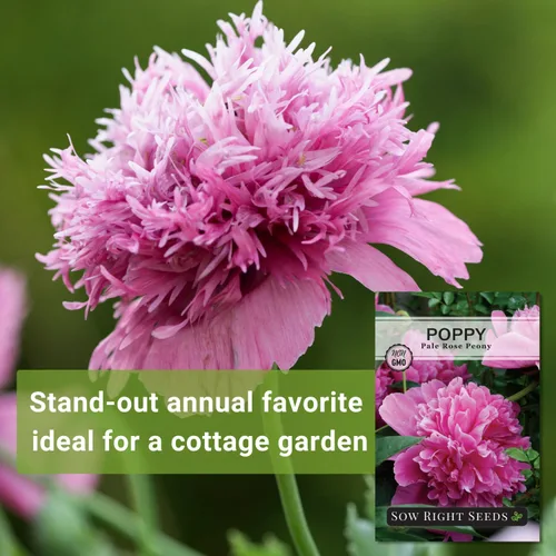 Vista 3 de Sow Right Seeds - Semillas de amapola de peonía de rosa pálida para plantar - Variedad anual de reliquia sin OMG - Hermosas flores de amapola