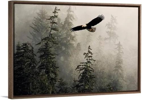 Vista 13 de CANVAS ON DEMAND Lienzo decorativo para pared, diseño de águila calva volando a través de brumoso Tongass Nat Forest Southeast Alaska por John Hyde