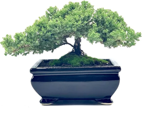 Vista 3 de Árbol bonsái de enebro enano vivo Interior/exterior 100% hecho a mano Decoración para el hogar y la oficina El mejor regalo para vacaciones
