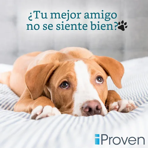 Vista 5 de Termómetro iProven para perros y gatos para una detección rápida y precisa Punta flexible cómoda, termómetro impermeable para mascotas, lecturas