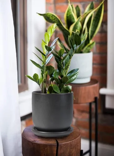 Vista 3 de Serene Spaces Living Maceta grande de cerámica negra mate con agujeros de drenaje y platillo para plantas y flores, macetas decorativas