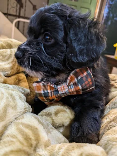 Vista 5 de Collar de Halloween para perro con moño de lionet paws - Lindo collar ajustable de moño de algodón para otoño con hebilla de metal para perro A: O &