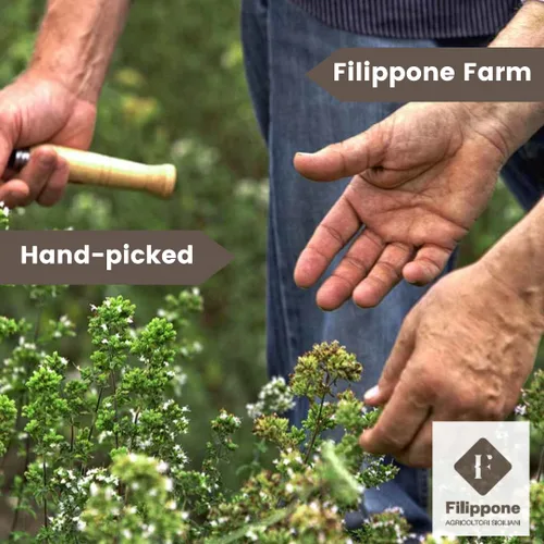 Vista 4 de FILIPPONE Filippone Condimento orgánico de orégano triturado, 0.70 onzas (0.70 onzas), coctelera de orégano seco italiano, orégano siciliano