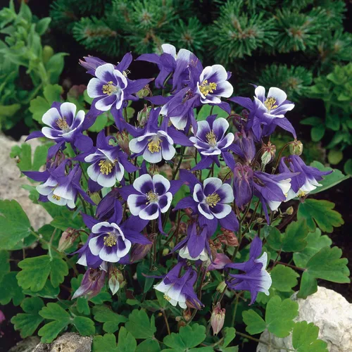 Vista 7 de Eden Brothers Semillas de Columbine - Barlow Mix