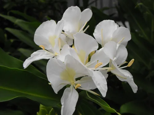 Vista 4 de Fragante - Mariposa Arbusto - Jengibre Blanco Flor Cubana Na'tl - Raíz de jengibre #Z301