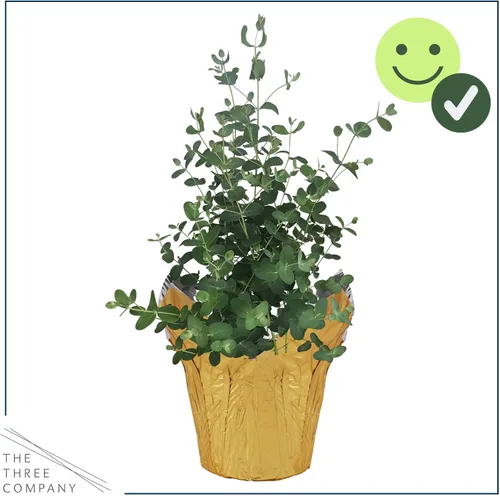 Vista 2 de Hierba aromática viva y saludable, eucalipto, mejora la calidad del aire, envuelta en cubierta Deco, 14 pulgadas de alto por 6 pulgadas de ancho