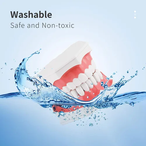 Vista 4 de Annhua Modelo de dientes dentales grandes con cepillo de dientes dental, 2 veces cepillado de dientes, herramientas de enseñanza con dientes