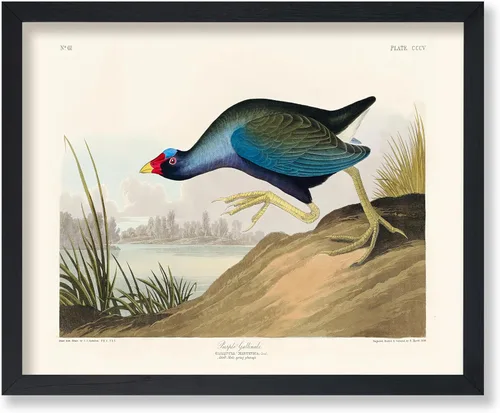 Vista 71 de Poster Master Póster vintage de James Audubon – Impresión retro de amargo americano – Arte de aves de América – Regalo para hombres, mujeres