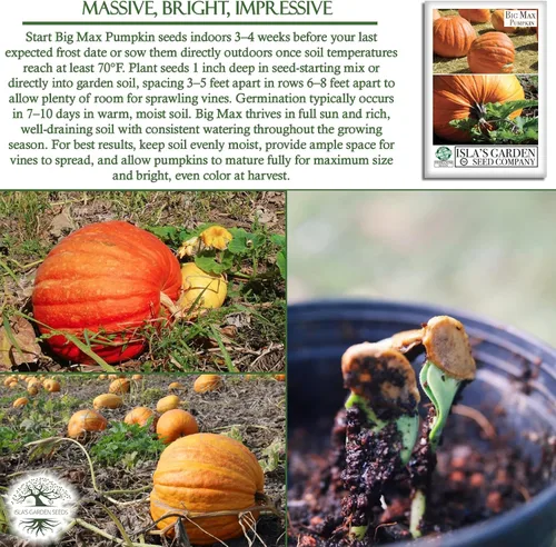Vista 5 de Semillas de calabaza gigante Big Max (Cucurbita Maxima) – 10 semillas sin OMG y reliquias, cultiva calabazas masivas de 100 libras + más, divertida