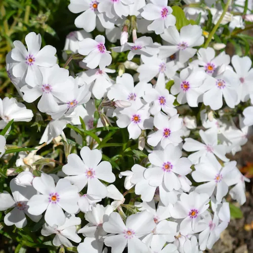 Vista 2 de Más de 200 increíbles semillas rastreras de Phlox Plantación de flores blancas de cobertura del suelo
