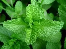 Vista 3 de Hierba de jardín de menta de Seed Kingdom BULK 1 oz Semillas