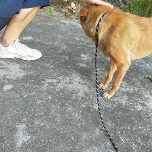 Vista 8 de Correa antideslizante de 7 pies para perros pequeños, correa de entrenamiento de cachorros delgada de 1/4 pulgadas, correa antideslizante ligera sin
