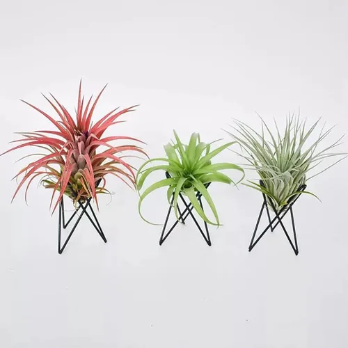 Vista 4 de ljhnba Soporte para plantas de aire de estilo nórdico, soporte de maceta de metal, soporte geométrico de hierro Tillandsia, exhibición de arte