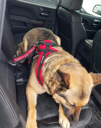 Vista 5 de ActiveDogs - Conector de cinturón de seguridad bordado de 15 pulgadas para perro, de alta visibilidad, dos tonos con correa de grado militar