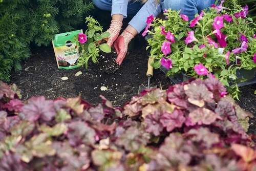 Vista 6 de Miracle-Gro Tabletas de siembra de inicio rápido, 20 tabletas Fertilizante de inicio de plantas para trasplantes de flores, verduras y plantas