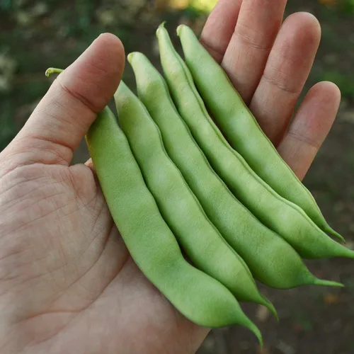 Vista 3 de Frijol Roma II - 50 semillas de frijol verde para plantar, Thresh Seed Co.