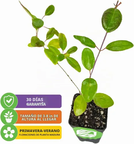 Vista 2 de Trompeta madreselva Coral (paquete de 3) planta viva por Wellspring Gardens