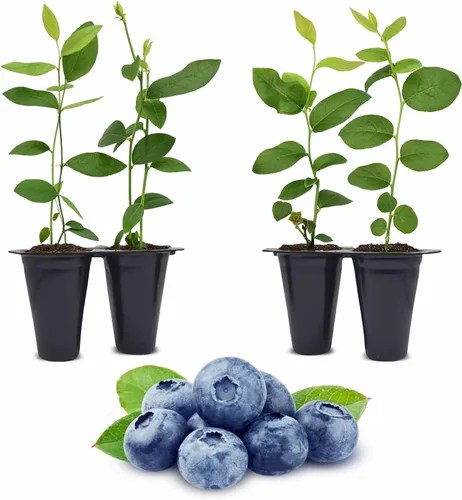 Vista 6 de Planta de Arándano Biloxi (Paquete de 4) Viva en venta Plantas fáciles de cultivar Planta de frutas comestibles para vida sostenible Cultiva