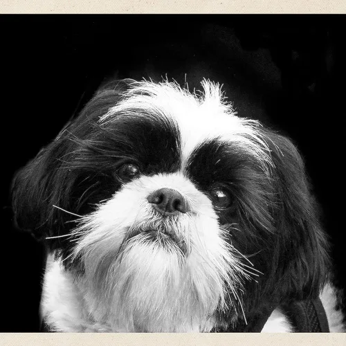 Vista 2 de CafePress Shih Tzu Fine Art Sandy Tote Bag Canvas Tote