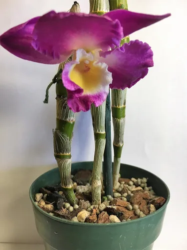Vista 9 de Nutricote - Alimento para orquídeas de Orchid Nerd, 15 onzas (Orchid Ferlizer) 18-6-8 liberación lenta