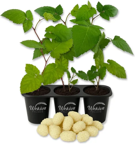 Vista 10 de Apache BlackBerry Plant - 3 plantas de arranque vivo - Rubus - Arbusto comestible con frutos para patio y jardín