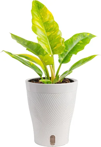 Vista 22 de Costa Farms – Planta de Pothos Albo Variegado viva en maceta auto-regante, purificadora de aire para interior, perfecta para decoración del hogar
