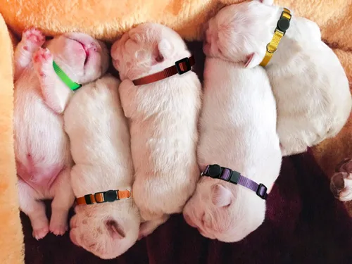 Vista 7 de Collar de identificación para cachorro, collares ajustables de identificación para perros recién nacidos, de nailon súper suave, collares de arena