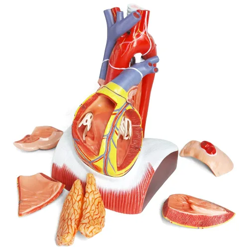 Vista 2 de EVOTECH SCIENTIFIC Modelo de corazón humano de lujo con glándula de timo y base de diaframa, 10 piezas, 1.5X tamaño natural, modelo de corazón