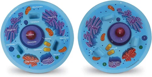 Vista 3 de Learning Resources Modelo de célula animal de sección transversal – Regalos de biología STEM, actividades de ciencia molecular, microbiología, aula