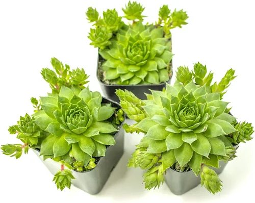 Vista 4 de Sempervivum - Plantas suculentas vivas de interior (3PK), plantas de interior vivas Sempervivum, plantas de interior vivas, plantas
