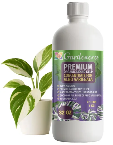 Vista 35 de GARDENERA Superalimento orgánico prémium de algas marinas y algas marinas para plantas AROID - 32 oz - Concentrado de fertilizante líquido de algas
