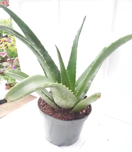 Vista 3 de Aloe Vera - Jugo de Planta Tropical Medicinal Viva 6 '' Pot De Jm Bamboo