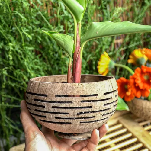 Vista 2 de Rainforest Bowls Horizons - Maceta de coco con orificio de drenaje, perfecta para suculentas, flores, plantas pequeñas, jardines interiores