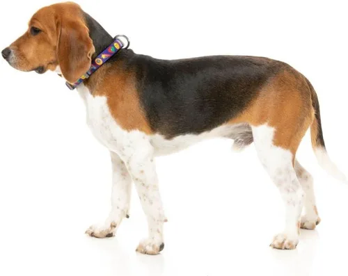 Vista 2 de FuzzYard Collar de perro de alta puntuación ajustable con cierre de seguridad (talla S)