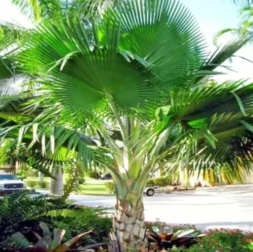 Vista 6 de 30 semillas de palmera de abanico, Washington Filifera, planta de hoja perenne de rápido crecimiento