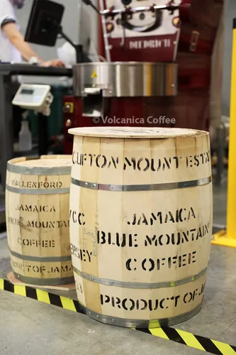 Vista 6 de Jamaica Blue Mountain Coffee, Clifton Mount Estate, 100% certificado, grano entero, bolsa de terciopelo azul, tostado fresco, 16 onzas