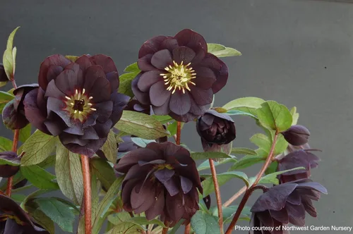Vista 8 de Perennial Farm Marketplace Helleborus x Winter Jewels 'Onyx Odyssey' (rosa lentense) perenne, 1 cuarto de galón, flores cercanas a negras