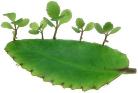 Vista 2 de KALANCHOE PINNATA Miracle Leaf Air Plant Bryophyllum Pinnatum 12 Hojas