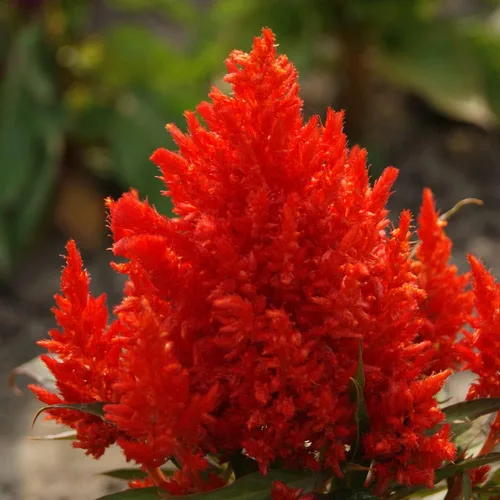 Vista 2 de 2500 Celosia plumosa Semillas de Flor 'Plumas Escarlata' Rojo
