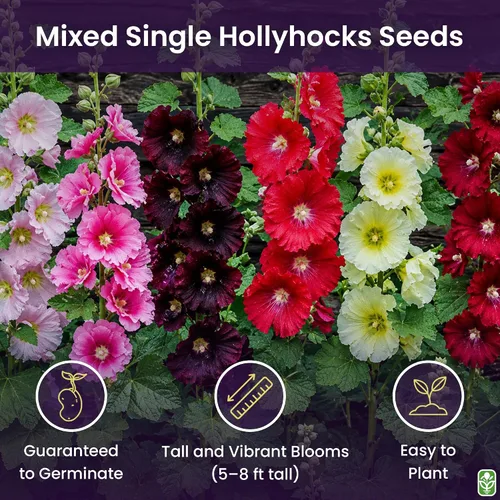 Vista 2 de Hollyhock Single Mixed Colors - 250 semillas - Período de floración largo en todas las zonas
