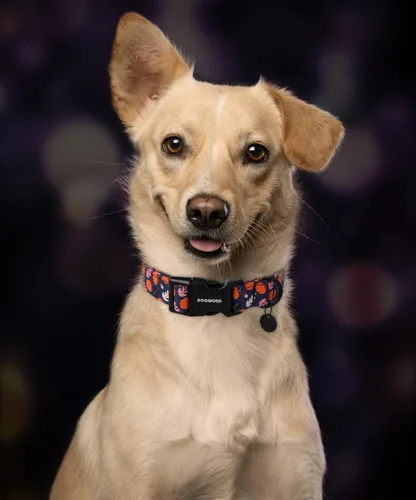 Vista 78 de DOGWONG Collar para perro de San Valentín, collar ajustable de algodón con corazón de caramelo azul, perfecto para perros pequeños a medianos