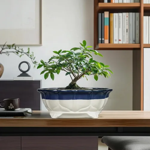 Vista 8 de Macetas suculentas de 11 pulgadas, macetas de cerámica para bonsái con orificio de drenaje, maceta bonsái para plantas de interior y exterior