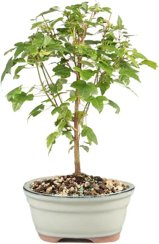 Vista 13 de Brussel's Bonsai Árbol bonsái de ciruela dulce china viva, 5 años, 6 a 10 pulgadas, bonsái de interior en maceta de bonsái de cerámica